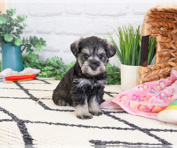 Medium Photo #1 Schnauzer (Miniature) Puppy For Sale in SYRACUSE, IN, USA