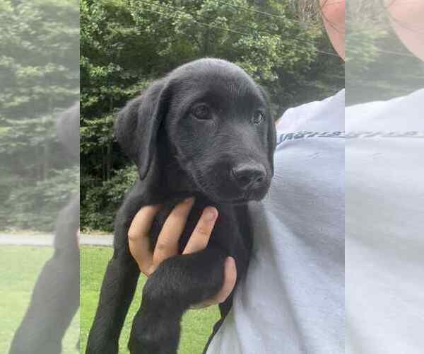 Medium Photo #1 Labrador Retriever Puppy For Sale in HURLEY, VA, USA