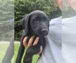 Puppy Puppy 1 Black Labrador Retriever