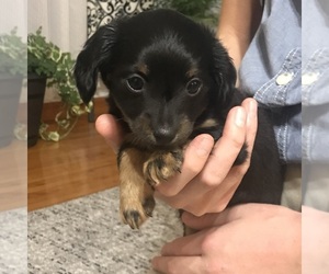 Chiweenie Puppy for sale in PARIS, TN, USA