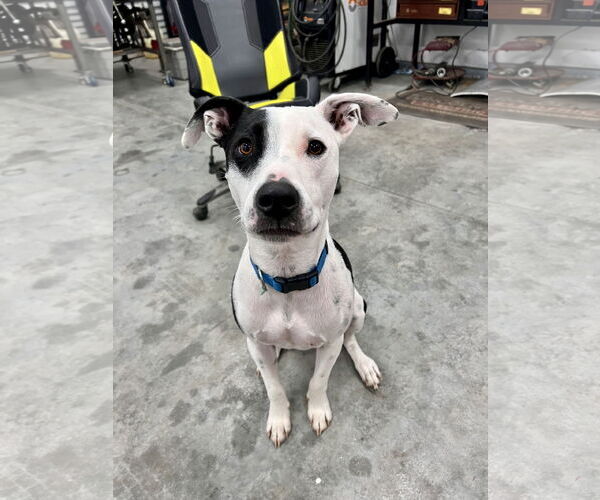 Medium Photo #2 Labrador Retriever-Staffordshire Bull Terrier Mix Puppy For Sale in Tracy City, TN, USA