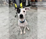 Small #1 Labrador Retriever-Staffordshire Bull Terrier Mix