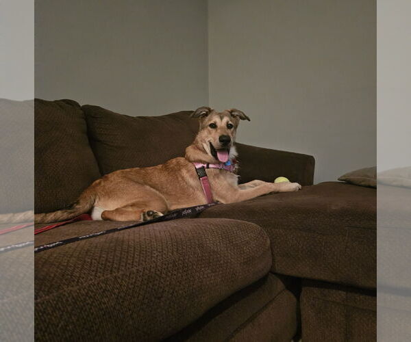 Medium Photo #14 Shepradors Puppy For Sale in Princeton, MN, USA