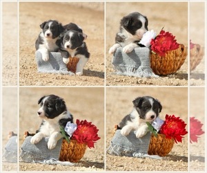 Border Collie Puppy for sale in BLOOMINGTON, WI, USA