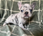 Small French Bulldog