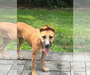 Boxer-Unknown Mix Dogs for adoption in Woodbury, NY, USA