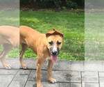 Small Boxer Mix