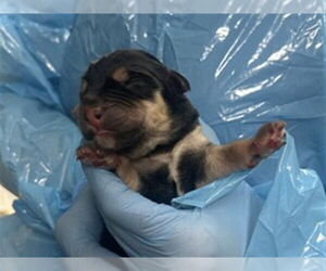 Rottweiler-Unknown Mix Dogs for adoption in San Bernardino, CA, USA