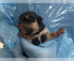 Small Rottweiler Mix