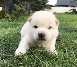 Shiba Inu Puppy for sale in SAN JOSE, CA, USA