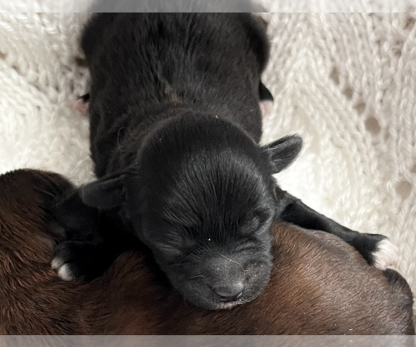 Medium Photo #5 ShihPoo Puppy For Sale in CLARE, MI, USA
