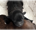 Small Photo #5 ShihPoo Puppy For Sale in CLARE, MI, USA