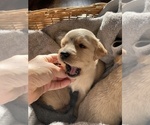 Small Photo #10 Goldendoodle Puppy For Sale in WEST ALEXANDRIA, OH, USA