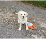 Small #9 Labrador Retriever