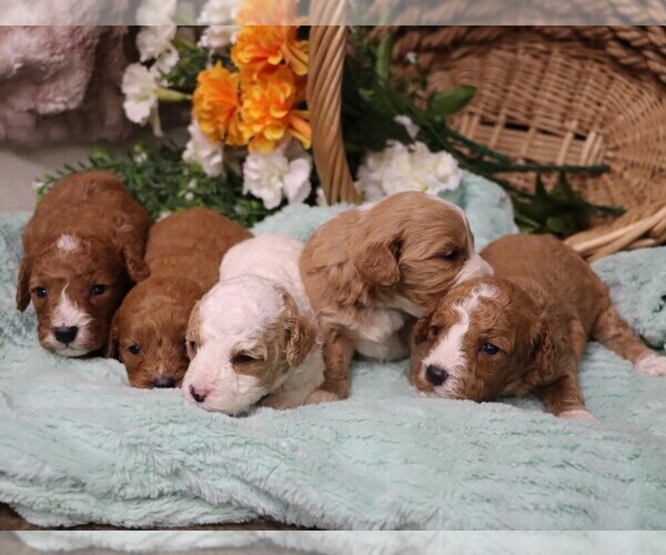 Medium Photo #2 Cavapoo Puppy For Sale in JONES, MI, USA