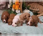 Small #1 Cavapoo