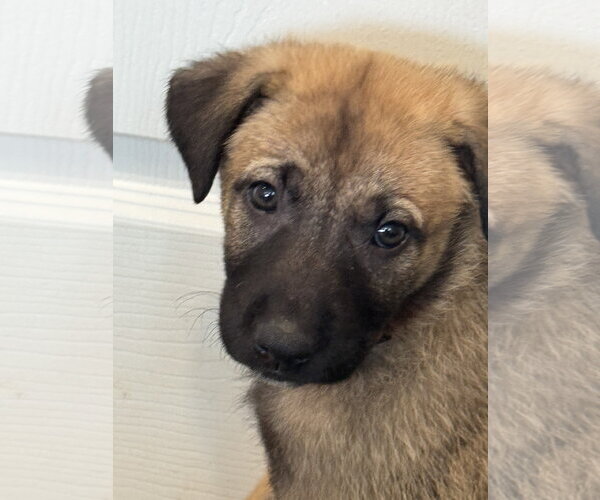 Medium Photo #5 Labrador Retriever-Unknown Mix Puppy For Sale in San Diego, CA, USA