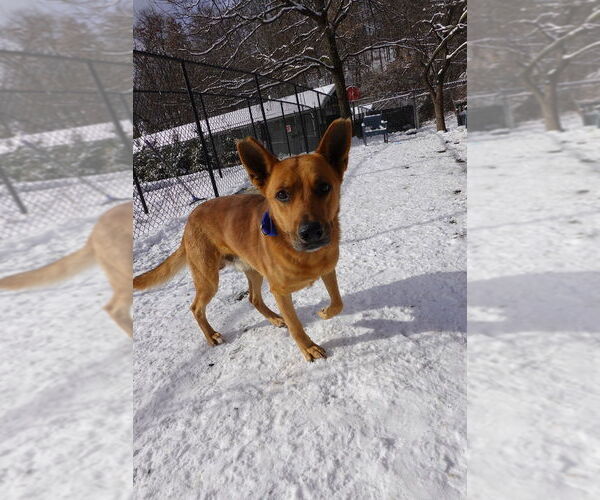 Medium Photo #3 Mutt Puppy For Sale in Elmsford, NY, USA