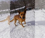 Small #2 Mutt