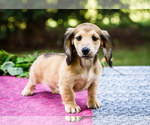 Puppy Madelyn Dachshund