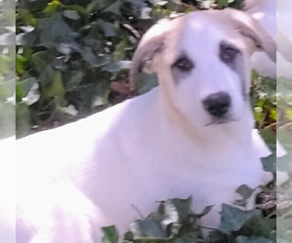 Medium Photo #1 German Shepherd Dog-Great Pyrenees Mix Puppy For Sale in JONESBORO, GA, USA