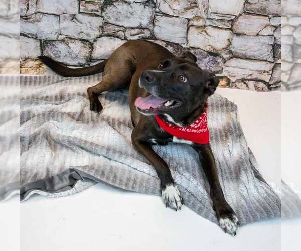 Medium Photo #3 Labrador Retriever-Unknown Mix Puppy For Sale in Kennesaw, GA, USA