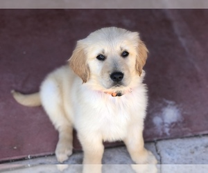 Golden Retriever Puppy for sale in WESTLAKE VILLAGE, CA, USA