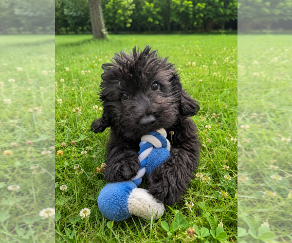 Medium Photo #25 Cavapoo (Miniature) Puppy For Sale in DURHAM, CT, USA