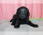 Small Photo #2 Goldendoodle Puppy For Sale in NORTH LIBERTY, IN, USA