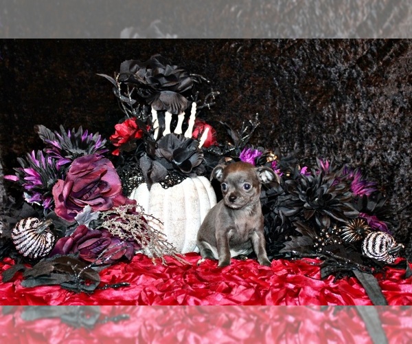 Medium Photo #1 Chihuahua Puppy For Sale in CHARLESTON, AR, USA