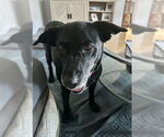 Small #12 Labrador Retriever Mix