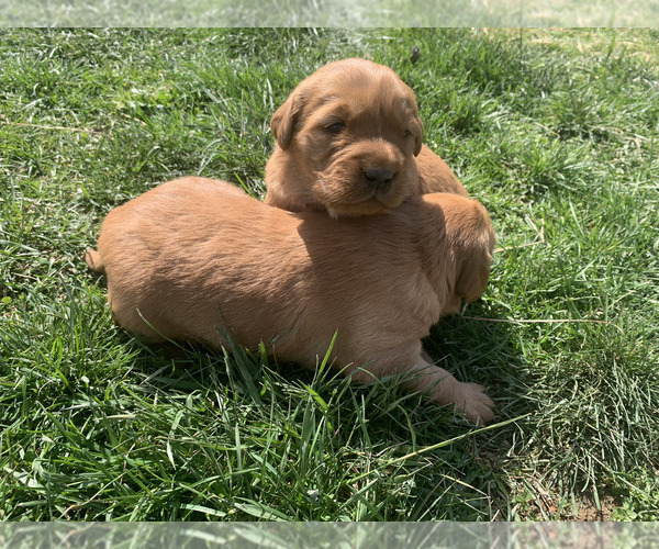Medium Photo #18 Golden Retriever Puppy For Sale in CLEVER, MO, USA