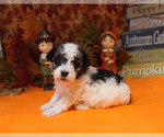 Small Photo #10 Poodle (Toy) Puppy For Sale in CHANUTE, KS, USA