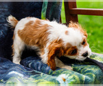 Puppy Janie Cockalier