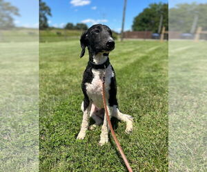 Poodle (Standard)-Unknown Mix Dogs for adoption in Pacolet, SC, USA
