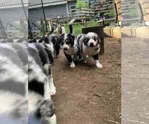Border-Aussie Litter for sale in MIDDLEBORO, MA, USA