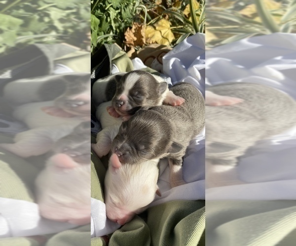 Medium Photo #2 Chihuahua Puppy For Sale in RAWSONVILLE, MI, USA