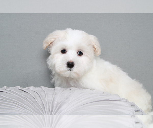 Medium Photo #4 Maltese Puppy For Sale in MARIETTA, GA, USA