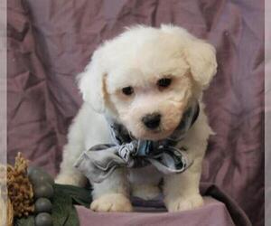 Bichon Frise Puppy for sale in ORO VALLEY, AZ, USA