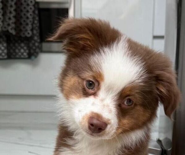 Medium Photo #2 Miniature Australian Shepherd Puppy For Sale in HOLLYWOOD, FL, USA