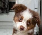 Small #1 Miniature Australian Shepherd