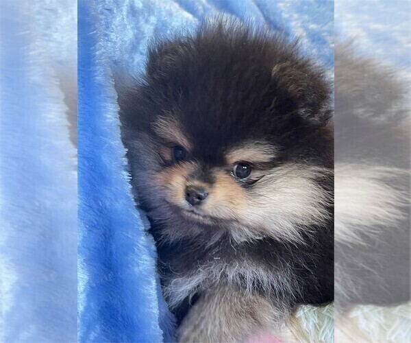 Medium Photo #11 Pomeranian Puppy For Sale in PALM BEACH, FL, USA