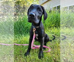 Small #4 Great Dane Mix