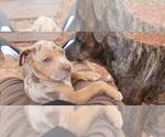 Small Photo #6 Catahoula Bulldog Puppy For Sale in MIAMI BEACH, FL, USA