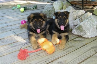 German Shepherd Dog Puppy for sale in BOWMAN, MS, USA