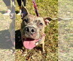 Small #4 American Staffordshire Terrier