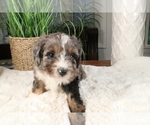Small Photo #238 Aussiedoodle Miniature  Puppy For Sale in STAFFORD, VA, USA