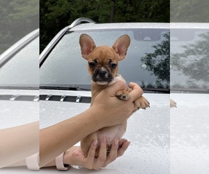 French Bulldog Puppy for sale in JACKSONVILLE, FL, USA