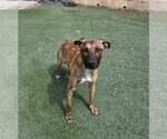 Daisy - Female Holland Shepherd-Plott Hound Mix Dog for Adoption - Small photo