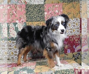 Father of the Miniature Australian Shepherd puppies born on 03/30/2025